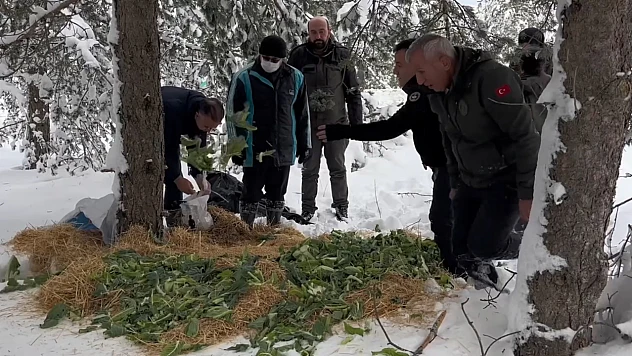 Yaban hayvanları için karlı kaplı alanlara yem bırakıldı