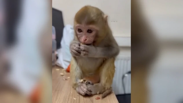 Yakalanan makak maymunu yavrusu koruma altına alındı