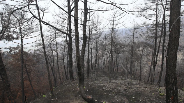 Yanan ormanlar alevlere daha dayanıklı fidanlarla yeşillendirilecek