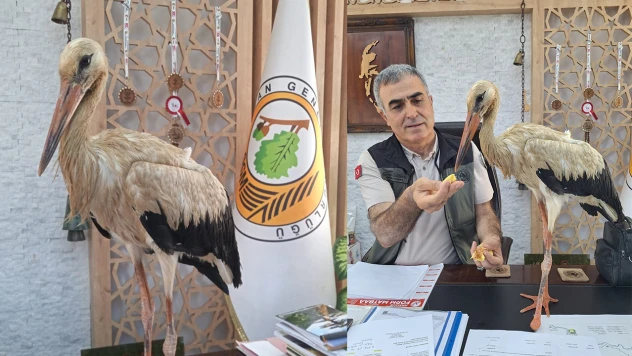 Yangınlardan kaçtığı değerlendirilen yaralı leylek ormancılara sığındı