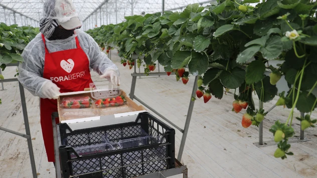 Yapay zeka destekli topraksız serada üretim