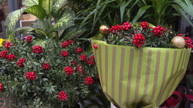 Yılbaşının simgelerinden kokina çiçeği tezgahlarda yerini aldı