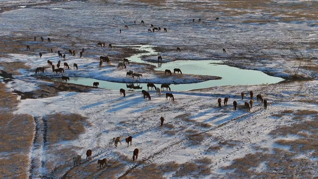 Yılkı atları gün batımında dronla görüntülendi