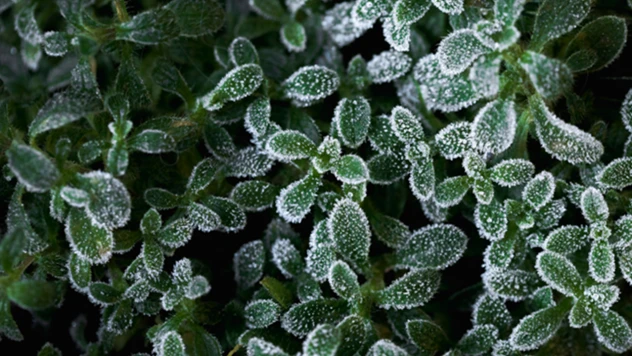 Zirai don destek ödemeleri hesaplara aktarılıyor