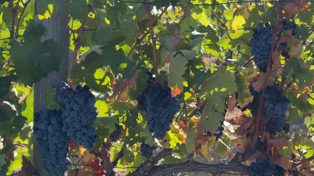 Zirai dondan etkilenen 220 üreticiye 22,5 milyon lira destek