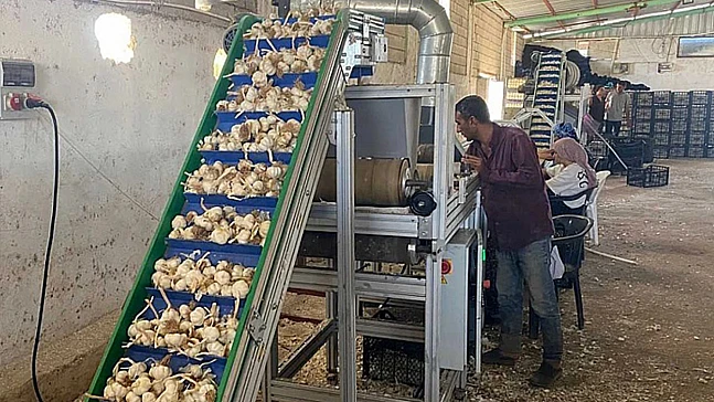 AB tescilli Araban sarımsağında rekolte artışı bekleniyor