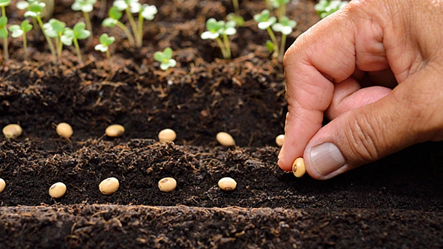 Sertifikalı tohum üretimi ve ihracatında yükseliş sürüyor