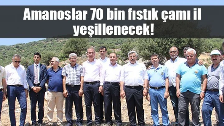 Amanoslar 70 bin fıstık çamı ile yeşillenecek!