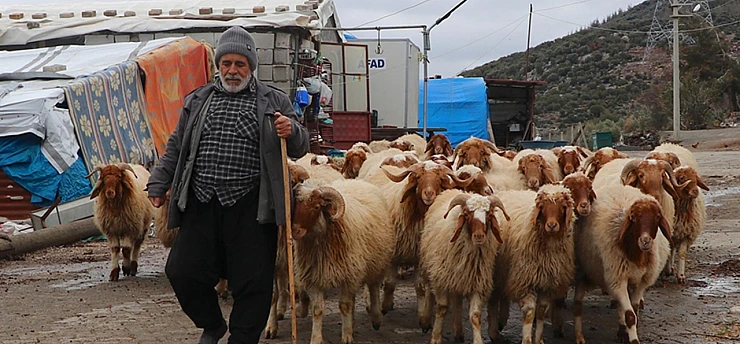 Depremlerde hayvanları telef olan yetiştirici yeniden üretime geçti