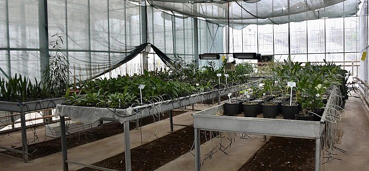 Seralarda şeffaf panellerle enerji tasarrufu sağlanabilir önerisi