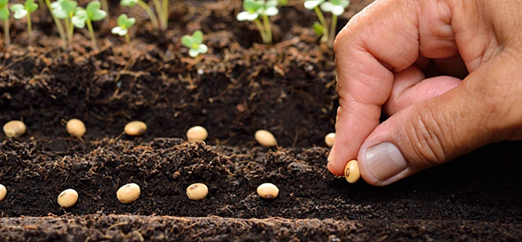 Sertifikalı tohum üretimi ve ihracatında yükseliş sürüyor