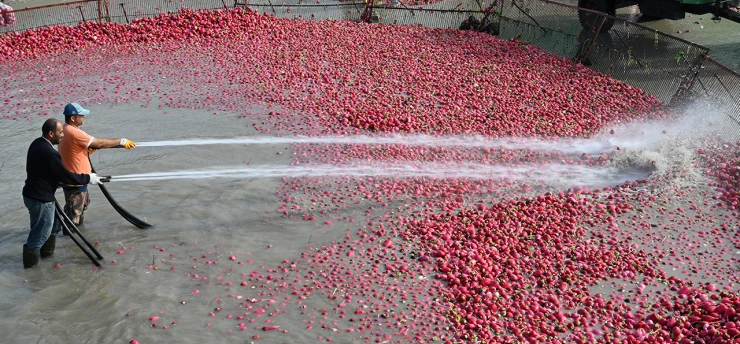 Tescilli turpları yıkama mesaisi başladı