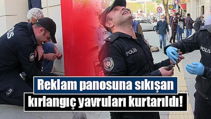 Reklam panosuna sıkışan kırlangıç yavruları kurtarıldı!