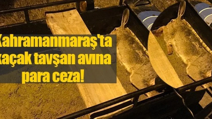 Kahramanmaraş'ta kaçak tavşan avına para ceza!