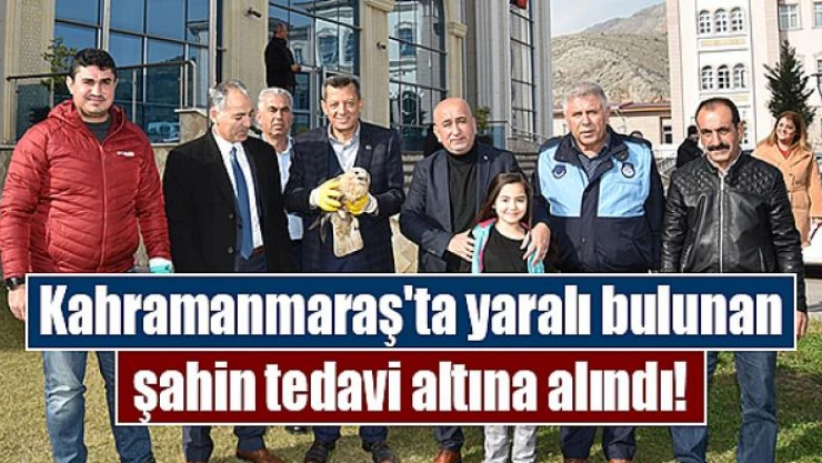 Kahramanmaraş'ta yaralı bulunan şahin tedavi altına alındı!