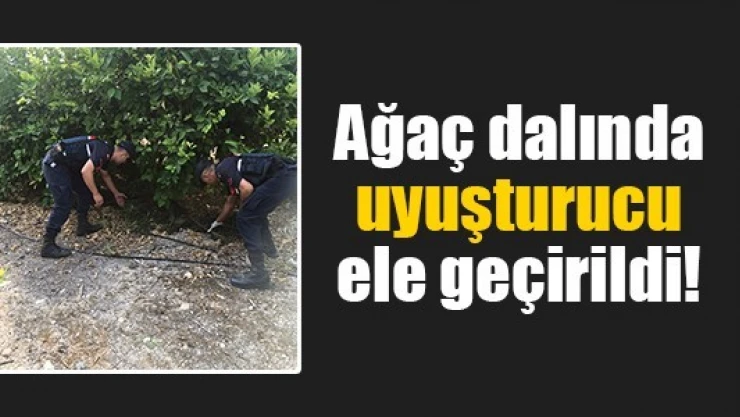 Ağaç dalında uyuşturucu ele geçirildi!