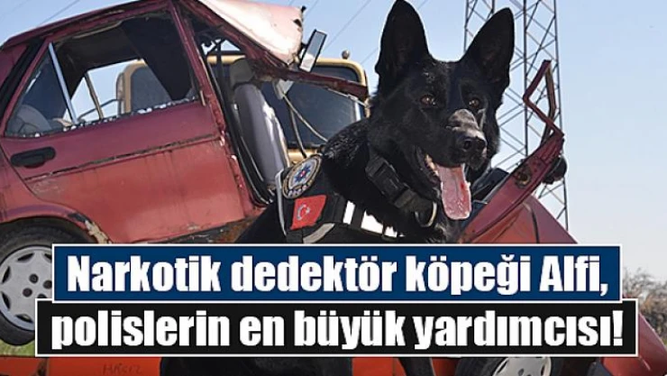 Narkotik dedektör köpeği Alfi, polislerin en büyük yardımcısı!
