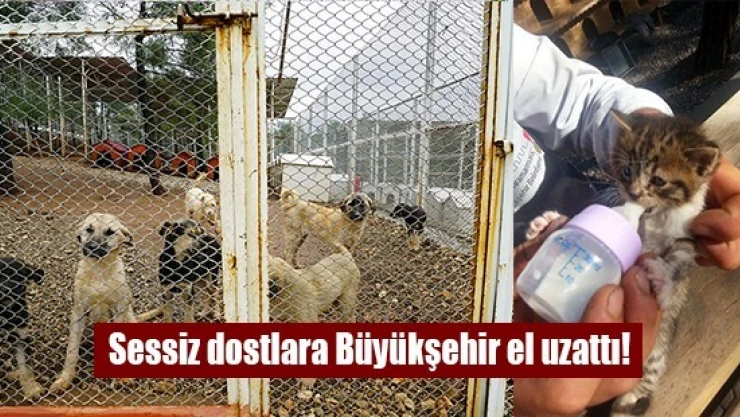 Sessiz dostlara Büyükşehir el uzattı!