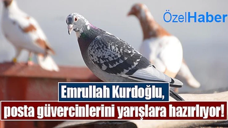 Emrullah Kurdoğlu, posta güvercinlerini yarışlara hazırlıyor