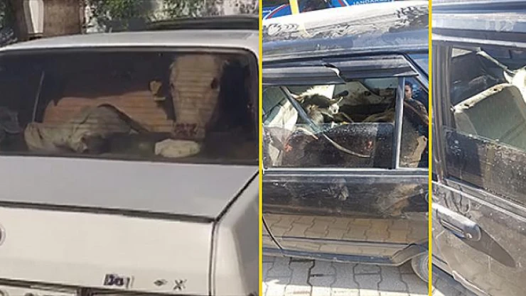 Otomobille büyükbaş hayvan hırsızlığı!