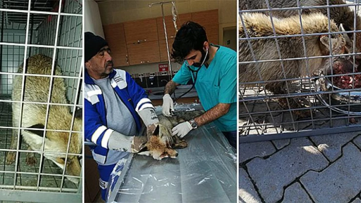 Kahramanmaraş'ta 2 yaralı tilki tedaviye alındı!