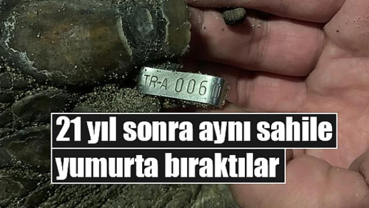 21 yıl sonra aynı sahile yumurta bıraktılar