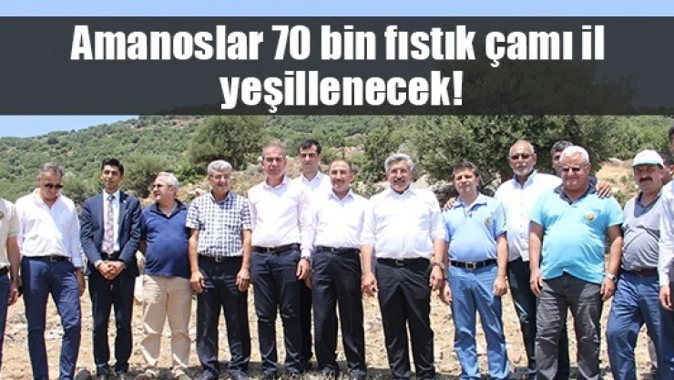 Amanoslar 70 bin fıstık çamı ile yeşillenecek!