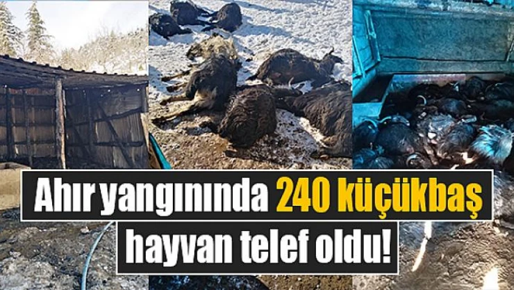 Ahır yangınında 240 küçükbaş hayvan telef oldu!
