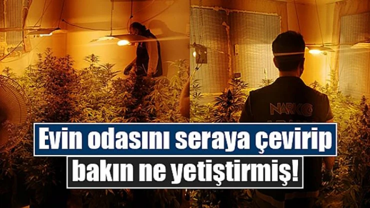 Evin odasını seraya çevirip bakın ne yetiştirmiş!