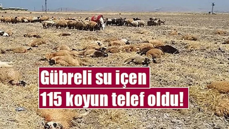 Gübreli su içen 115 koyun telef oldu