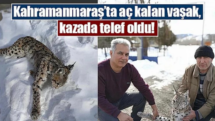 Kahramanmaraş'ta aç kalan vaşak, kazada telef oldu!
