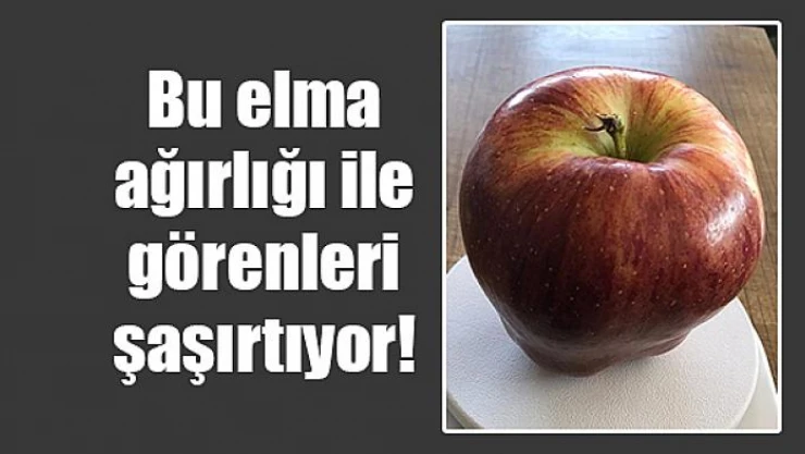 Bu elma ağırlığı ile görenleri şaşırtıyor!