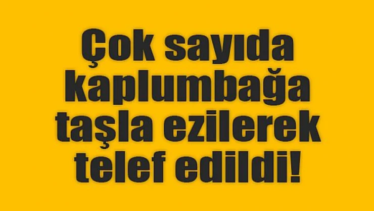 Çok sayıda kaplumbağa taşla ezilerek telef edildi
