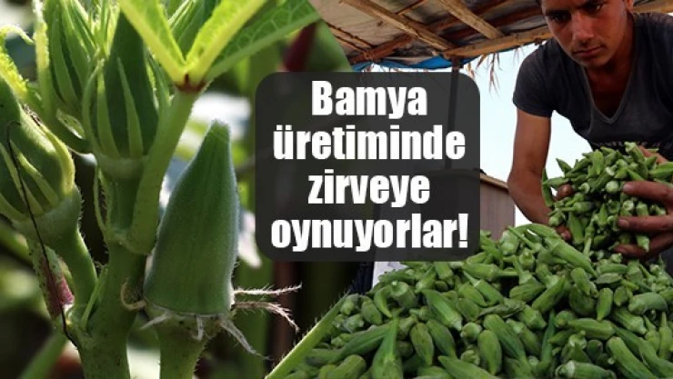 Bamya üretiminde zirveye oynuyorlar!