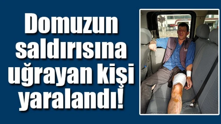 Domuzun saldırısına uğrayan kişi yaralandı