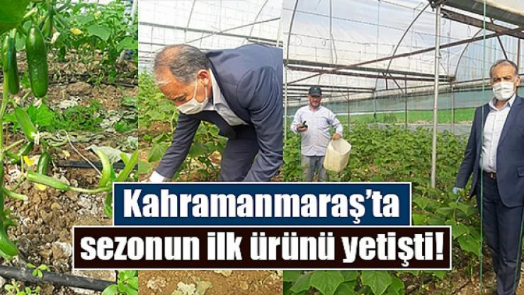 Kahramanmaraş'ta sezonun ilk ürünü yetişti!