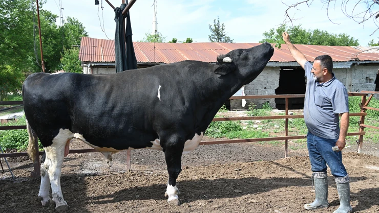 1,2 tonluk kurbanlık boğa, bayram öncesi alıcısını bekliyor