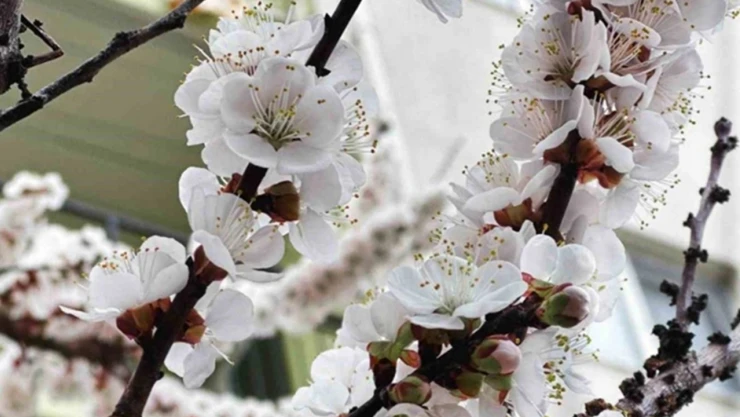 1 milyar liralık zirai don destek ödemesi bugün hesaplara aktarılıyor