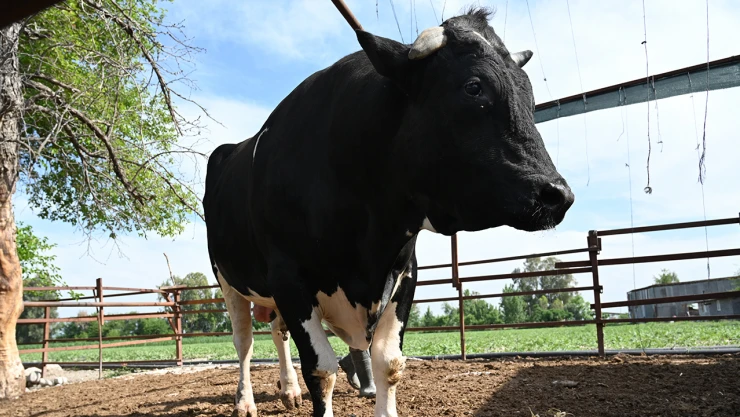 1 ton 200 kilogramlık Paşa 350 bin liraya satıldı