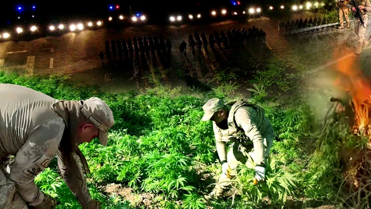 100 tondan fazla toz esrar elde edilebilecek kök kenevir ele geçirildi