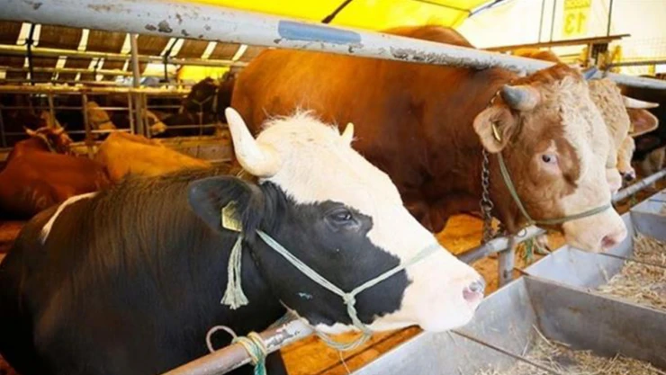 14 ilde hayvan pazarları yeniden açıldı