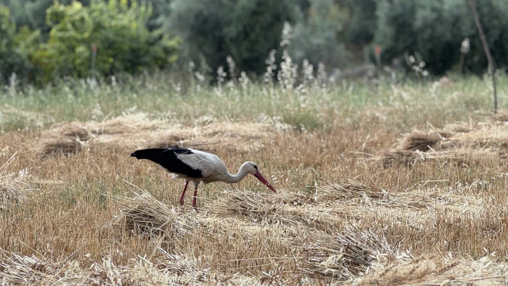 15 yıldır hasat döneminde gelen Garip, çekirge ve böcek avlıyor