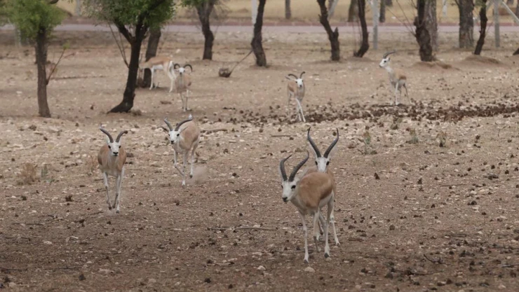 2009'da deneme amaçlı getirilen 2 Asya ceylanının sayısı 30'a ulaştı