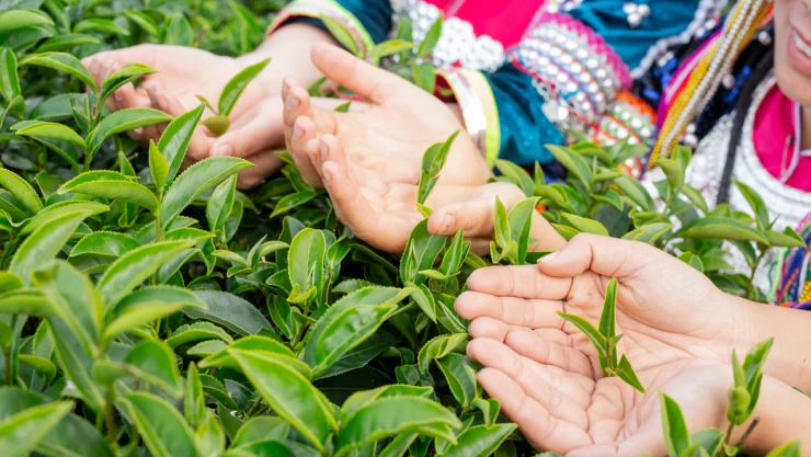 2024 yılı yaş çay alım fiyatı açıklandı