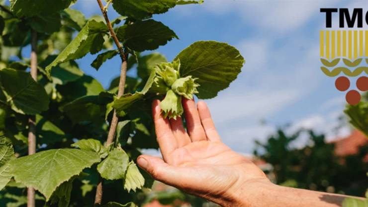 2025-2026 sezonu kabuklu fındık alım fiyatları belirlendi