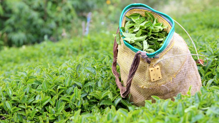 2025 yaş çay alım fiyatları belli oldu