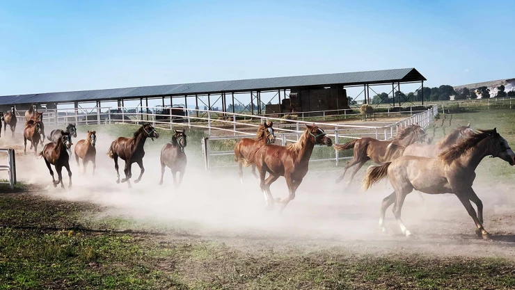 2025 yılı Safkan Arap Tay satış tarihlerini açıkladı