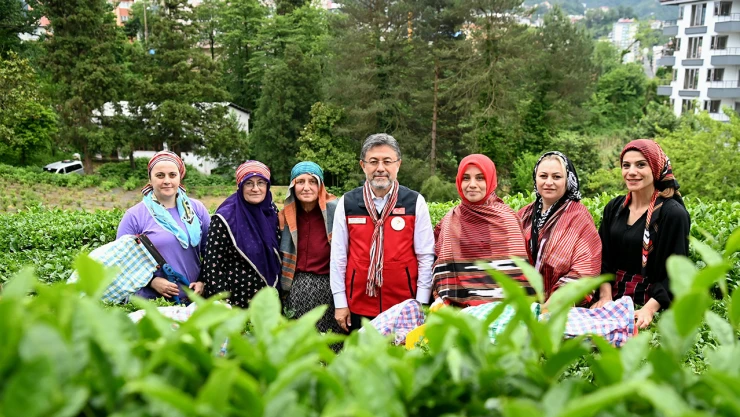 2025 yılının ilk çay hasadı başladı