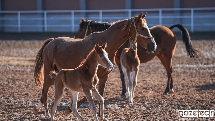2025 yılının şampiyon tayları, doğmaya başladı