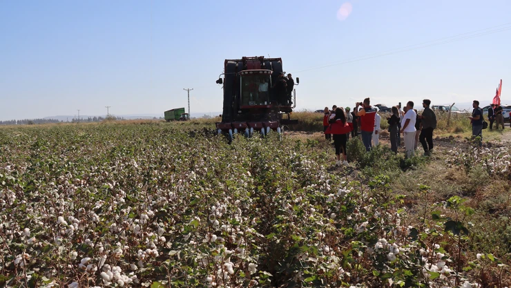 290 bin dekar alanda pamuk hasadı başladı